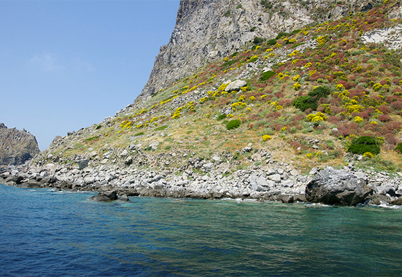 Ponza Flowers and Rock